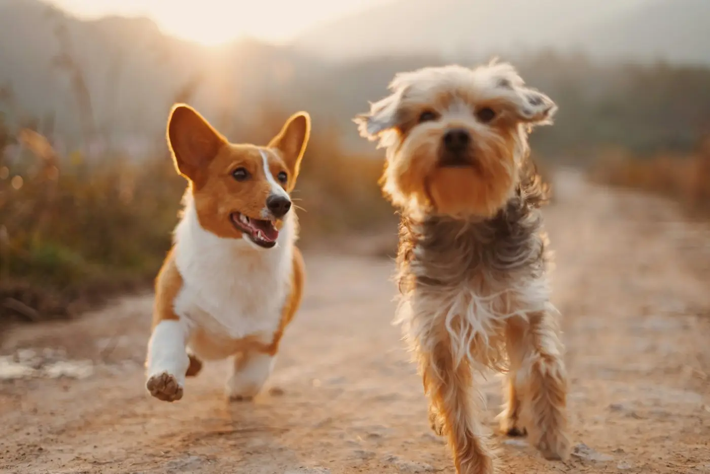 Two dogs trotting down a sunlit path