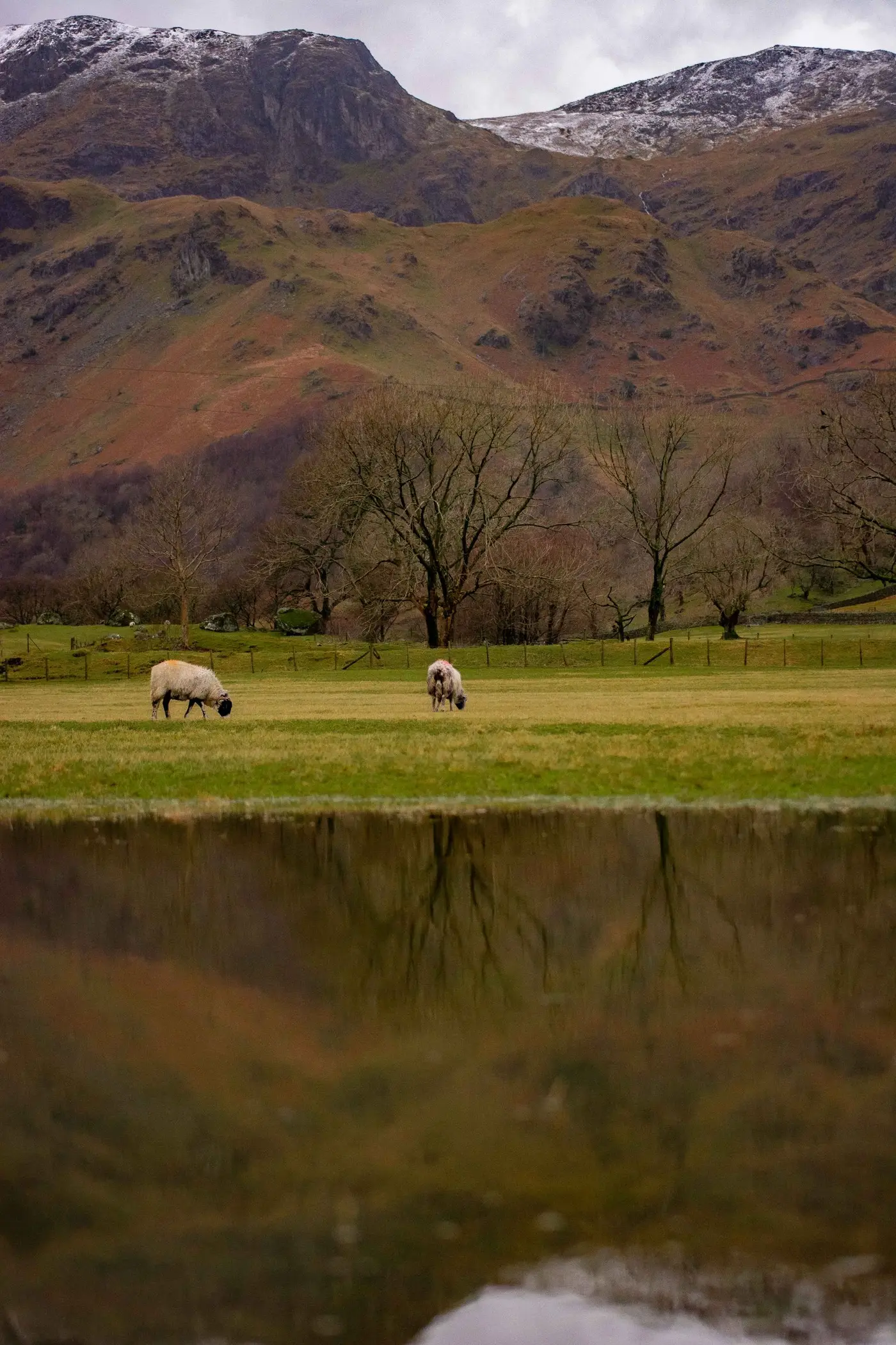 Sheep grazing below the fells on a Lakeland farm